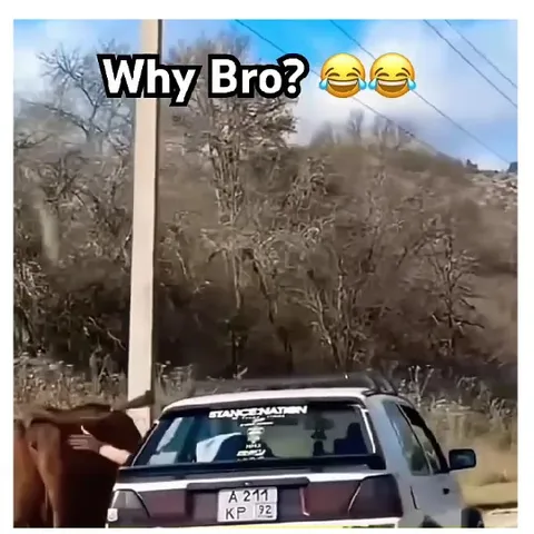 Person Reaching Out to an Animal