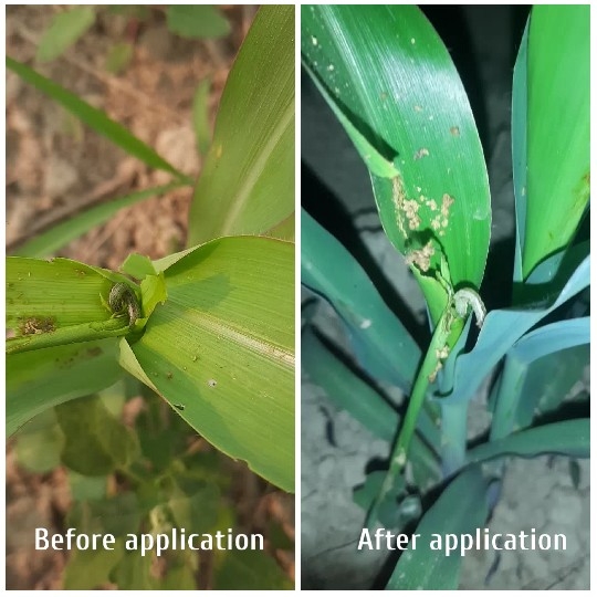 Plant Health Before and After