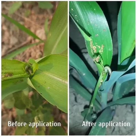 Plant Health Before and After