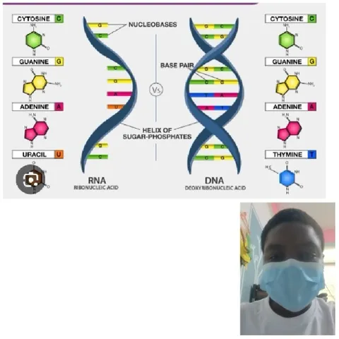 RNA and DNA Structure Comparison