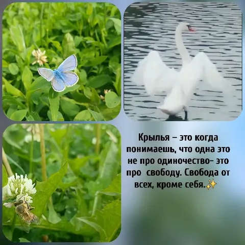 Butterfly, Bee, and Swan