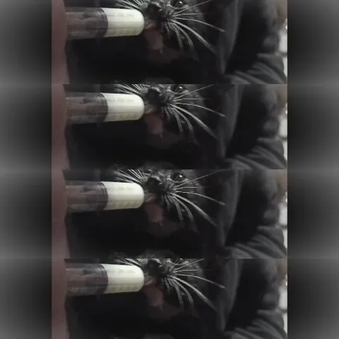 Relaxed Black Cat with Bottle