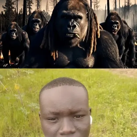 Gorillas Walking Among Burnt Trees