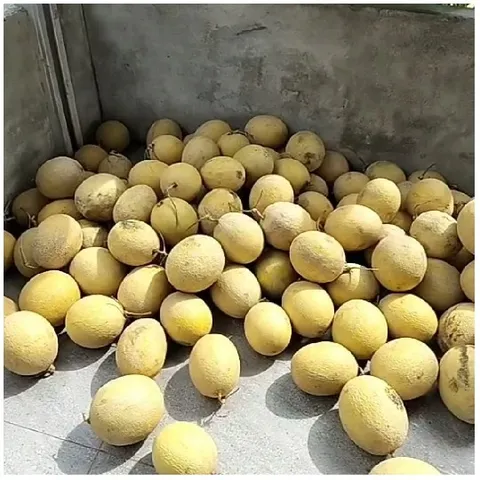 Pile of Yellow Melons Against Concrete Wall
