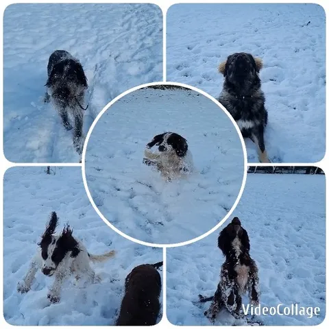 Dogs Playing Joyfully in the Snow