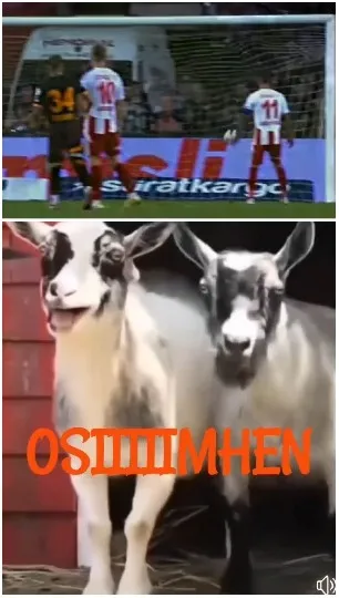 Soccer Match and Goats Together