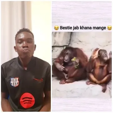 Person and Orangutans in Humorous Context