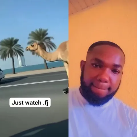Camel Walking and Indoor Photo Pose