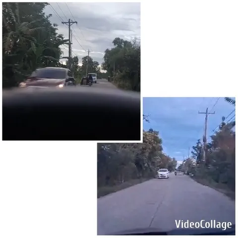 Dashboard View of Tree-Lined Roads
