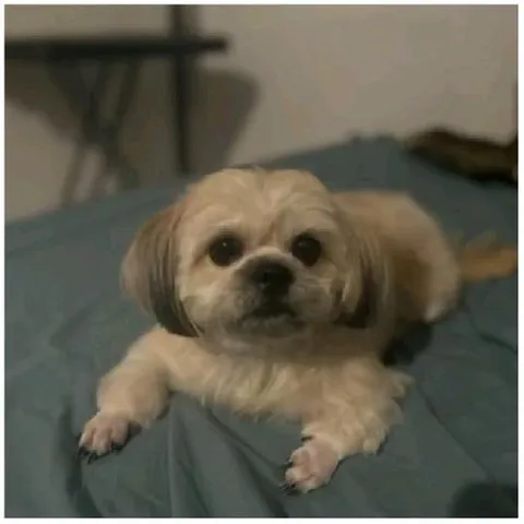 Fluffy Dog on Blue Bed