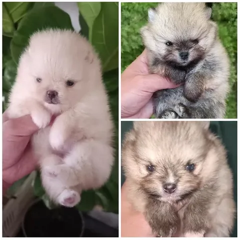 Fluffy Puppies Being Held Gently