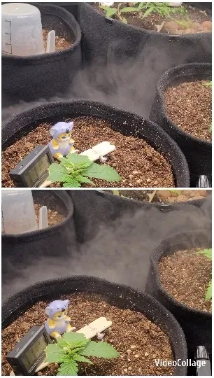 Plant Pots and Humidity Effects
