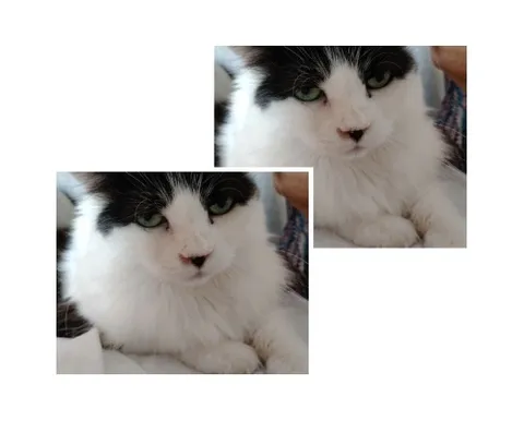 Fluffy Cat Relaxing Calmly