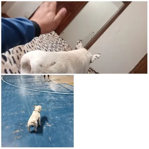 Dog on Blanket and Indoor Court