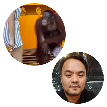 Orangutan with Person in Striped Outfit