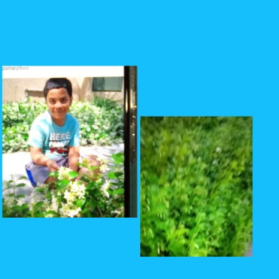 Boy Surrounded by Green Plants