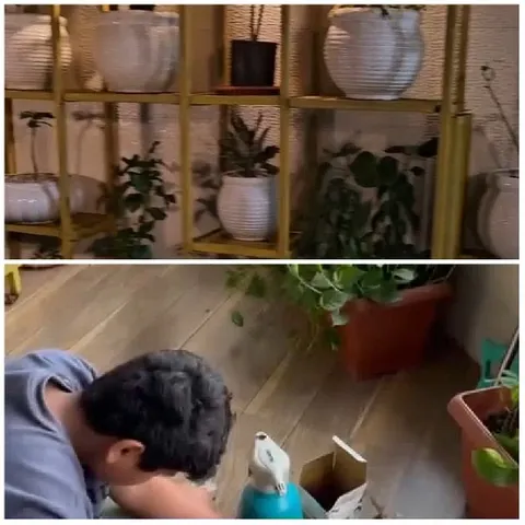 Plants on Shelf and Gardening Tools