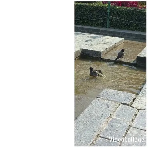 Birds Bathing in Shallow Water