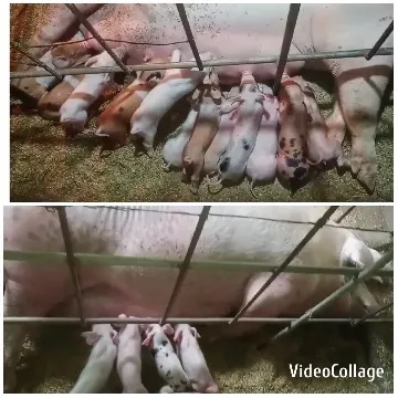 Sow Nursing Her Piglets
