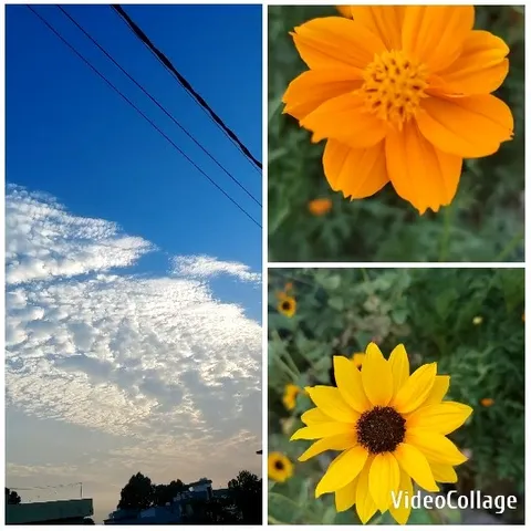 Clear Sky and Colorful Flower Close-Ups