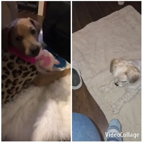 Dogs Relaxing on Soft Surfaces
