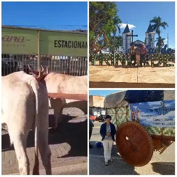 Oxen and Group by Decorative Letters