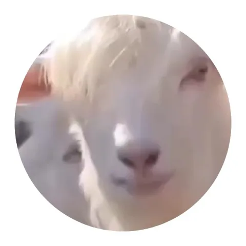 Calm White Goat Close-Up