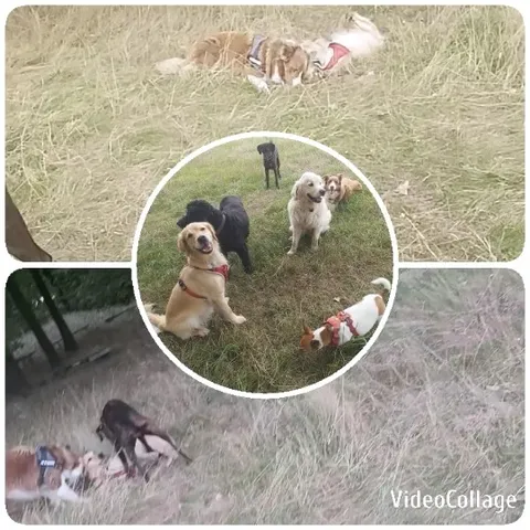 Dogs Playing in Grassy Field