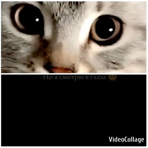 Close-Up of Cat's Face and Text