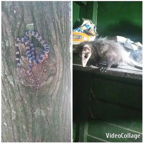 Snake on Tree and Small Mammal