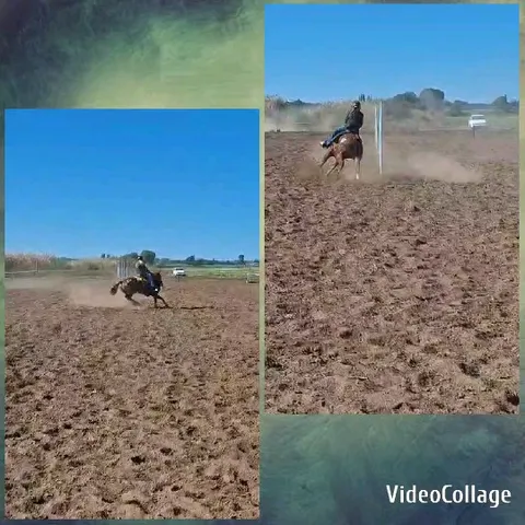 Rider Maneuvering Horse in Field