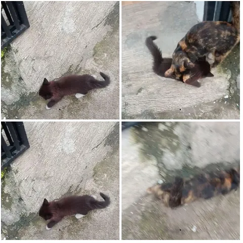 Cats Playing on Concrete Surface