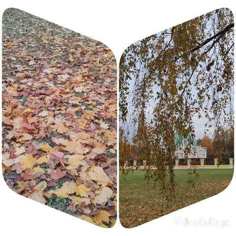 Autumn Leaves and Peaceful Tree