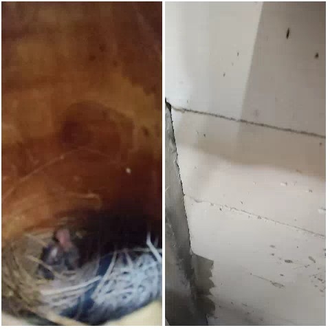 Baby Bird in Nest, Cracked Wall