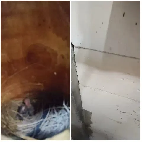 Baby Bird in Nest, Cracked Wall