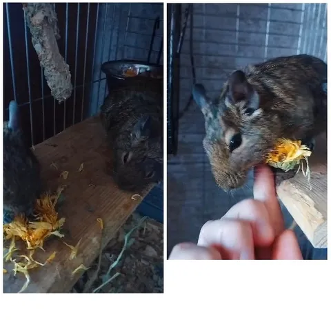 Rodents Eating Vegetation on Wooden Surface