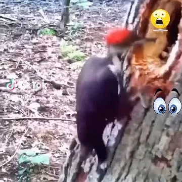 Woodpecker Pecking on Tree Trunk
