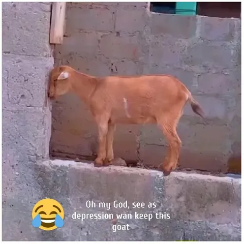Goat Leaning Against Concrete Wall