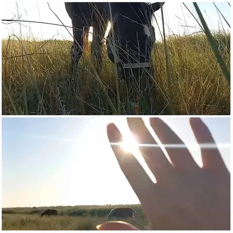 Grazing Horse and Reaching Hand
