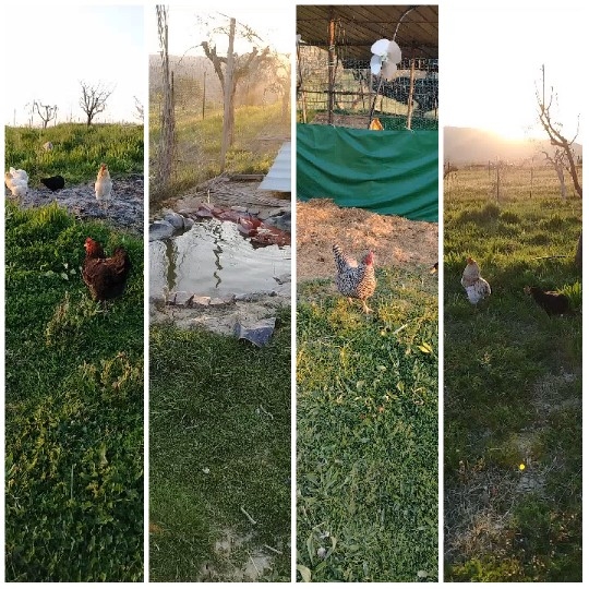 Rural Scenes with Animals