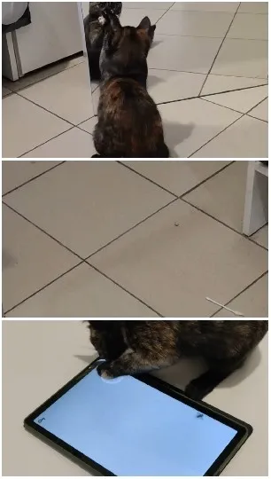 Cat Interacting With Mirror and Tablet