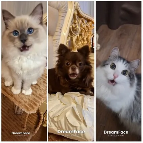 Surprised Animals in Three Frames