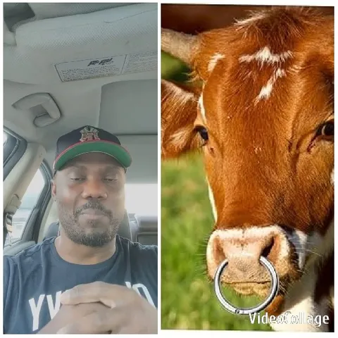 Person in Car Next to Cow