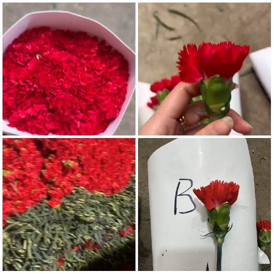 Four Images of Red Flowers