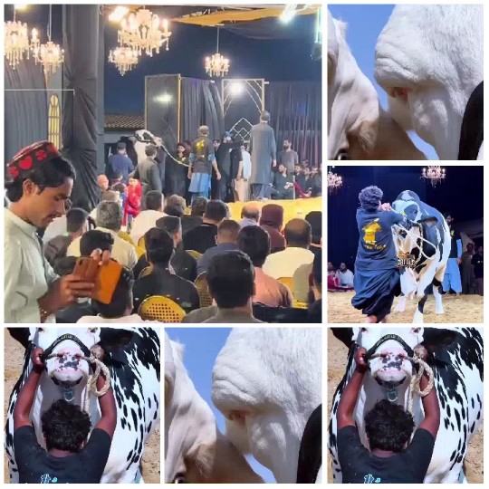 Audience at Event and Cattle Show
