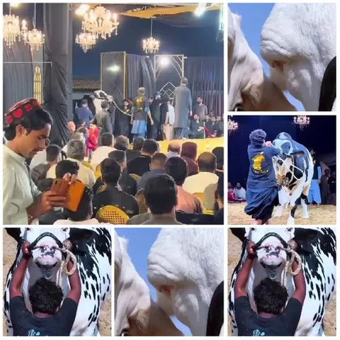 Audience at Event and Cattle Show