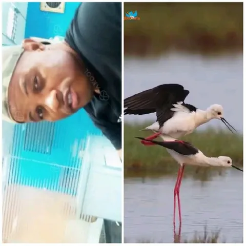Person with Birds in Nature
