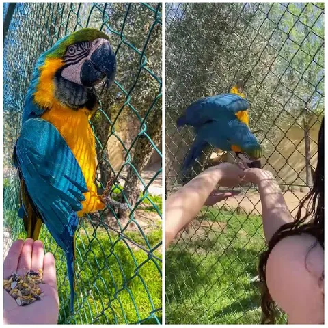 Macaw Interacting with People and Food