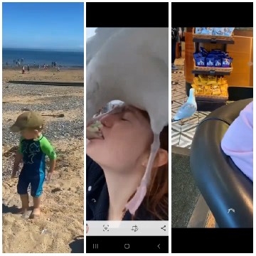 Beach Play, Bird Interaction, Indoor Scene