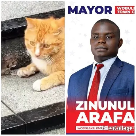 Cat Watching a Small Rodent